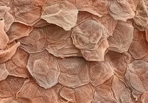 кожа под микроскопом
