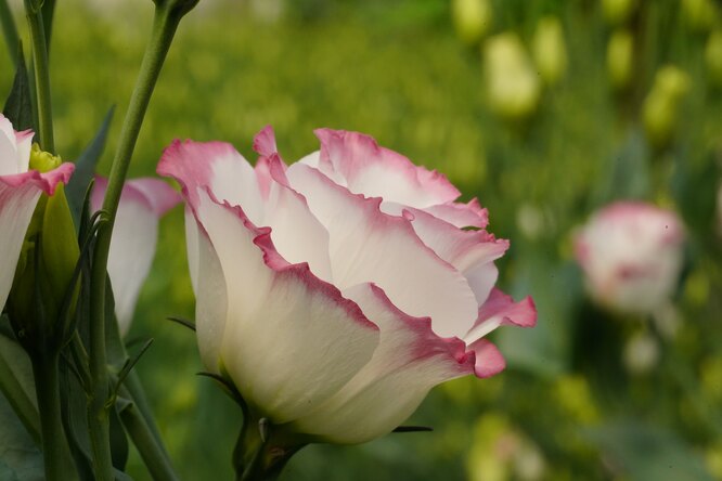 Eustoma
