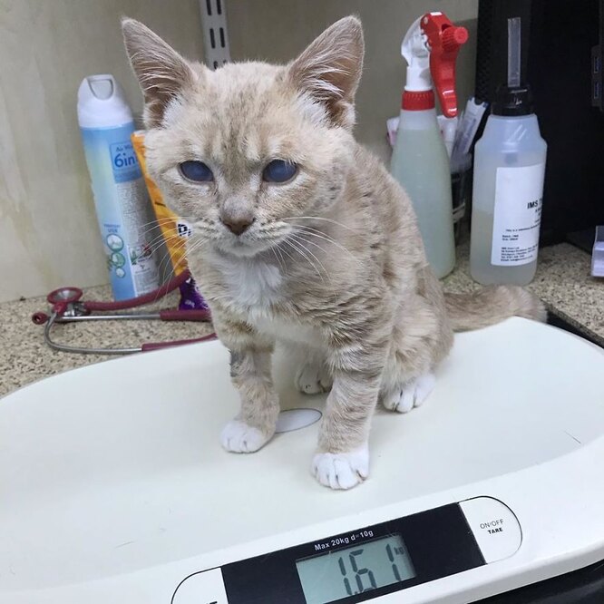 манчи — кот с редким заболеванием