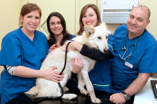 Миссия «Спасение»: люди собрали деньги, чтобы помочь собаке с патологией лап