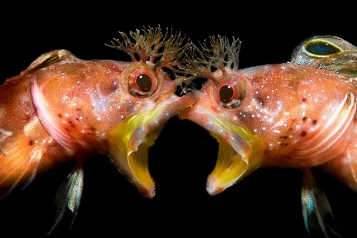 Безумная красота: 10 лучших фото подводного мира, которые победили в 2021 году