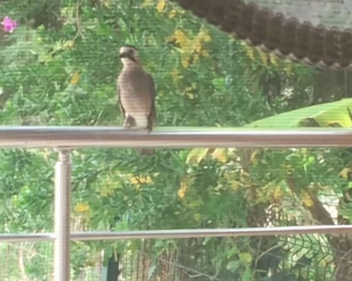 Совместное общение в мире животных