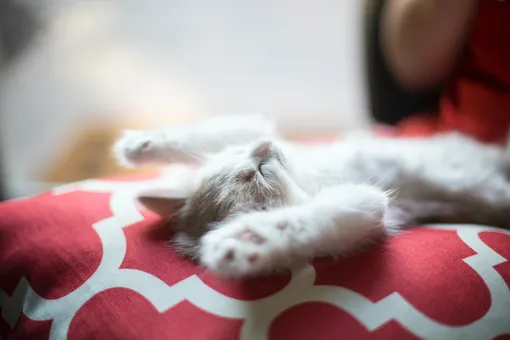 Уличная кошка подбросила слепого котенка людям — и ему подарили лучшую жизнь