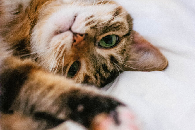 7 безопасных пород кошек для людей с аллергией на шерсть