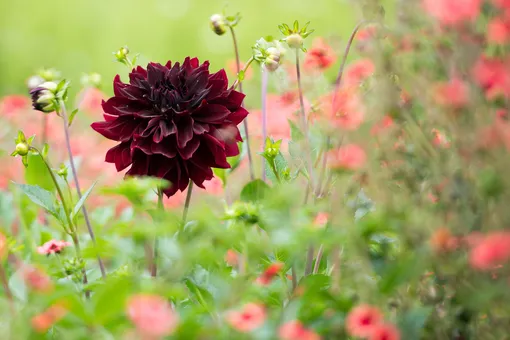 Total black: 10 роскошных многолетних растений с чёрными цветами