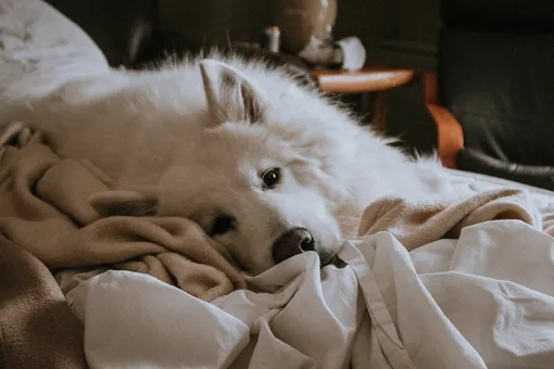 Почему собаки лают и рычат во сне и нормально ли это?