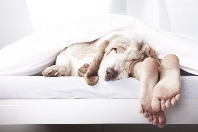 6 советов от врачей-сомнологов, которые помогут наконец выспаться