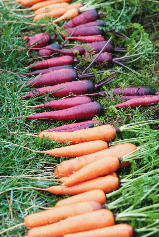 Чем ярче цвет моркови, тем больше в ней кератина