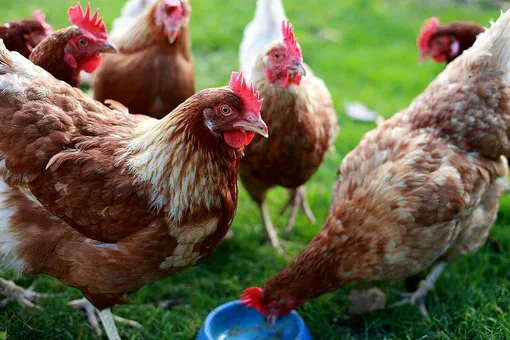 Недостатки применения куриного помёта в качестве удобрения: возьмите на заметку, чтобы не погубить урожай