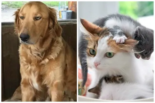 Собаки и кошки-мамы, которыми можно иллюстрировать «радость материнства»
