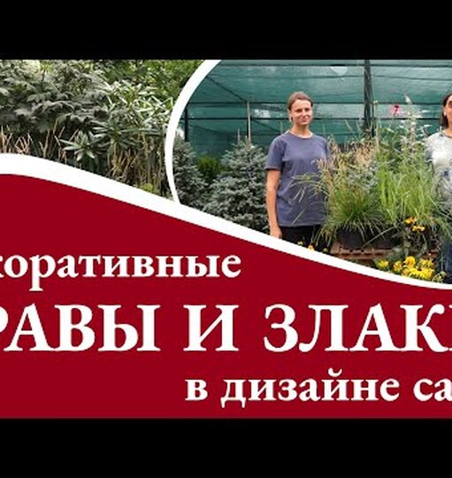 Нажми и смотри