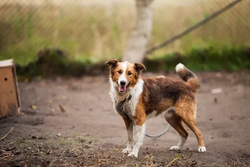 Нужно ли наказывать собаку: кинологи рассказали, как воспитывать питомца