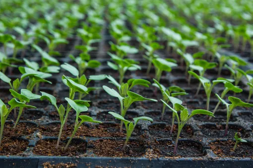9 секретов выращивания небывалого урожая капусты
