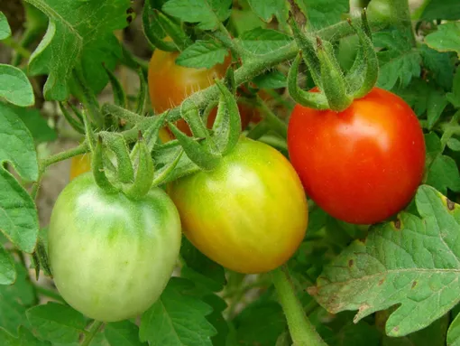 Чем подкормить томаты в августе?
