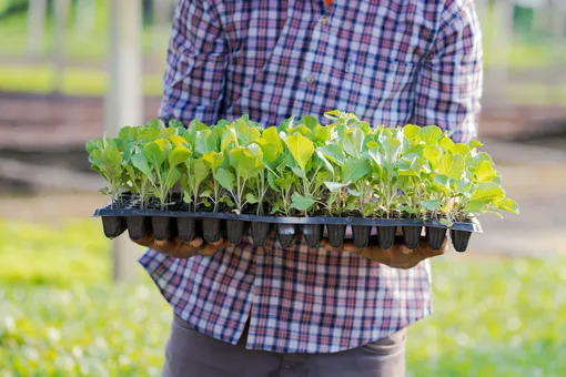 Лайфхак для сада: как упростить посадку растений с помощью... туалетной бумаги