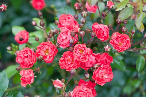 Полиантовые розы — сорт Оранж Триумф
