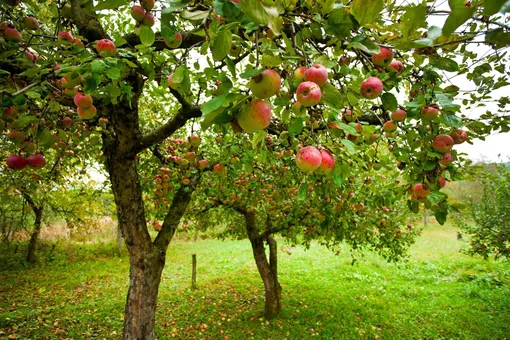 Что нельзя сажать рядом с яблоней?