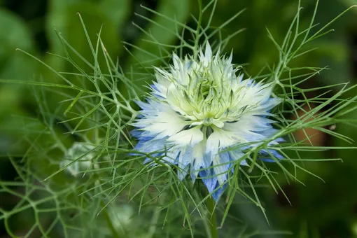 Красивый бело-голубой цветок нигеллы