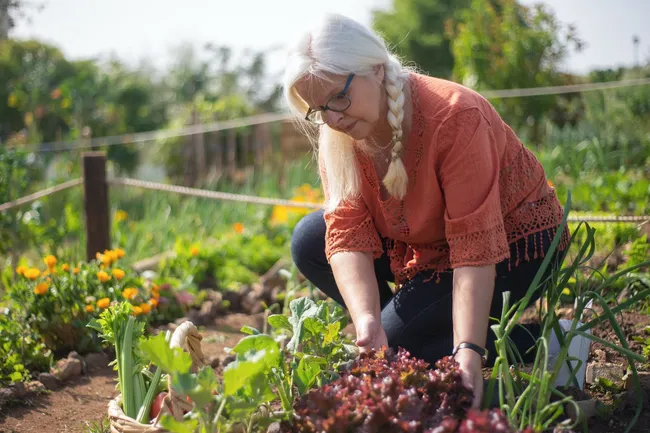 Успеть в мае: 10 важных дел в огороде, которые нужно закончить сейчас