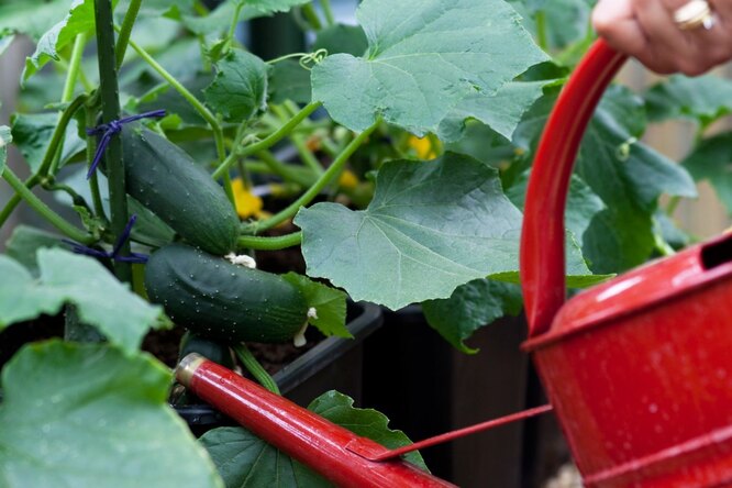 Как правильно поливать огурцы для хорошего урожая в открытом грунте итеплице