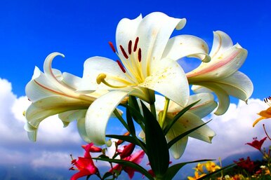 Уход за лилиями после цветения: 5 основных правил опытных цветоводов
