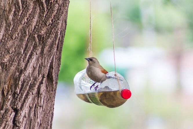 Кормушка для птиц из бутылки своими руками: 7 идей с пошаговыми инструкциями