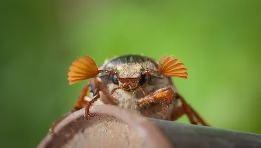 Как предупредить появление личинок майского жука