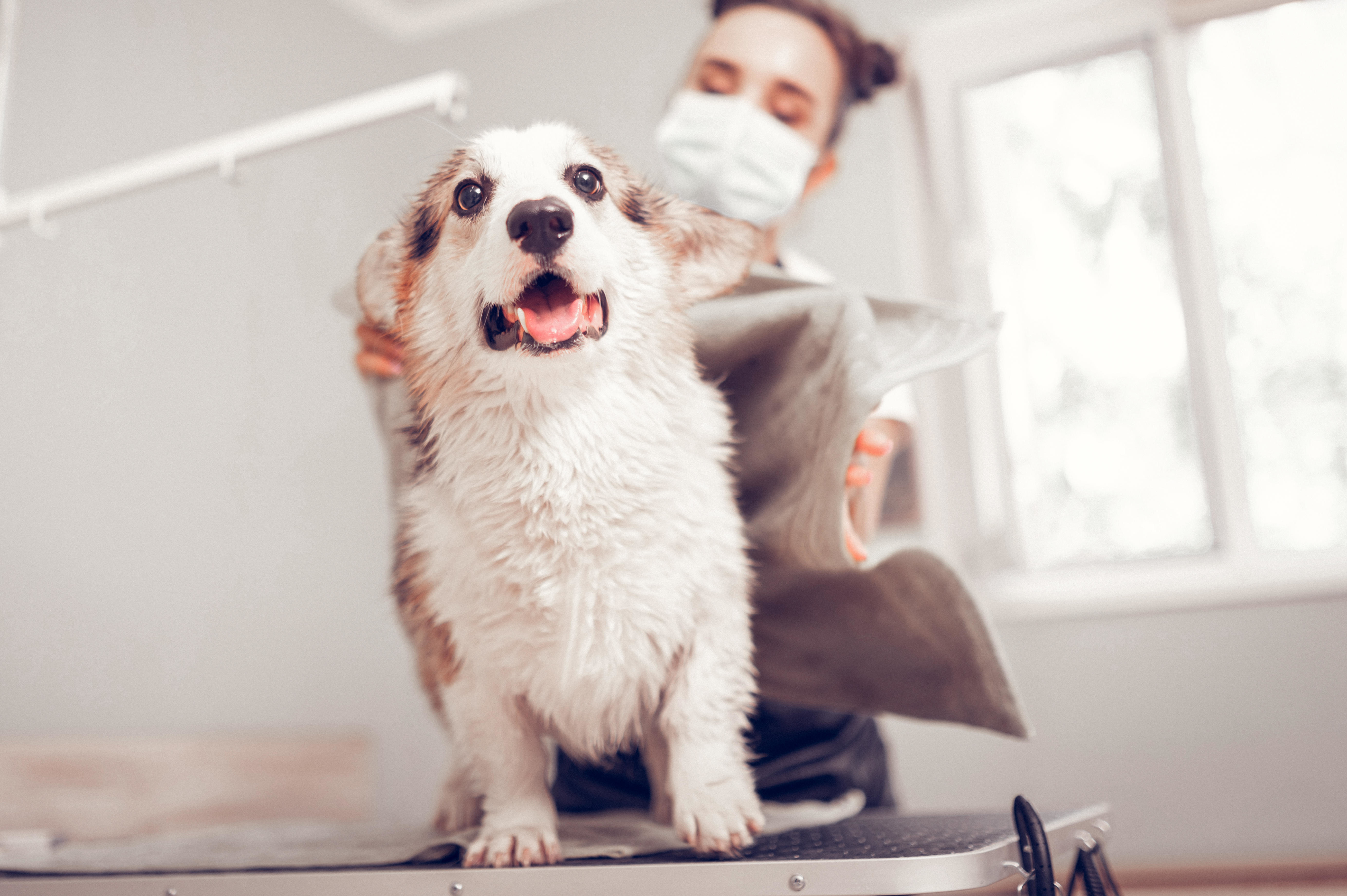 Как правильно подстригать собак - особенности и рекомендации Каких собак нельзя стричь: особенности и рекомендации