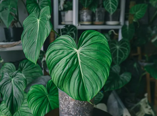 Филодендрон — ампельные тенелюбивые комнатные растения