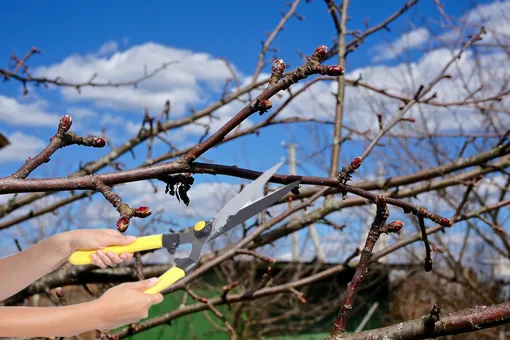 Весенняя обрезка плодовых деревьев: техники и рекомендации для садоводов
