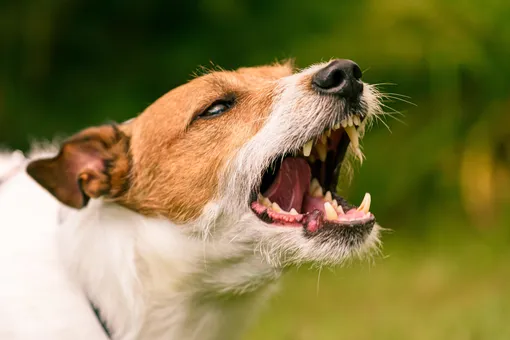 Причиной агрессии собак может быть болезнь или травма