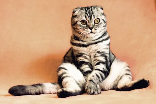полосатый кот, красивый кот, милый кот, котик, кошка, полосатый кот сидит на попе
