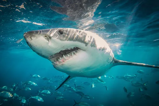 Недюжинная сила: на видео попали редкие кадры атаки акулы