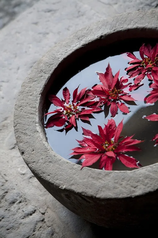 каменная ваза с водой и красными цветами