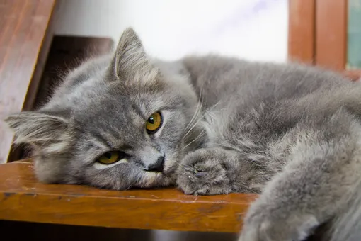 Пользователи соцсетей собрали 600 тысяч для лечения кота с опасным заболеванием