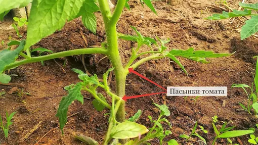 оставление пасынков на томатном растении