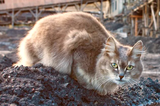 Умер единственный кот на Шпицбергене, которого считали песцом
