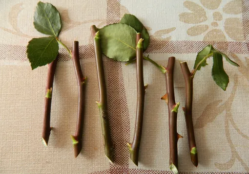Нарезка черенков роз осенью: пошаговая инструкция