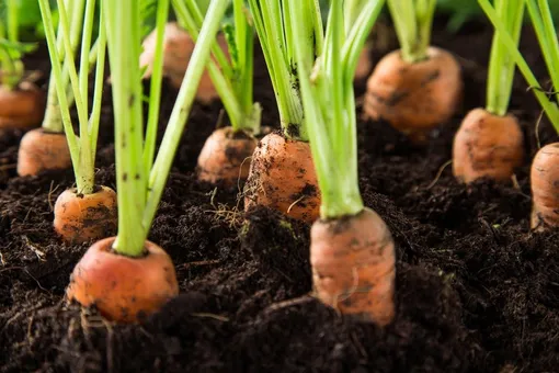 Сроки хранения моркови в земле зимой