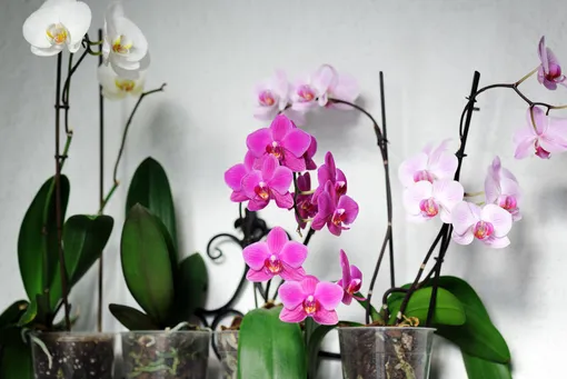 почему перестала цвести орхидея