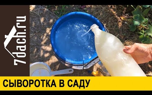 Как использовать молочную сыворотку в саду и огороде: секреты опытных дачников