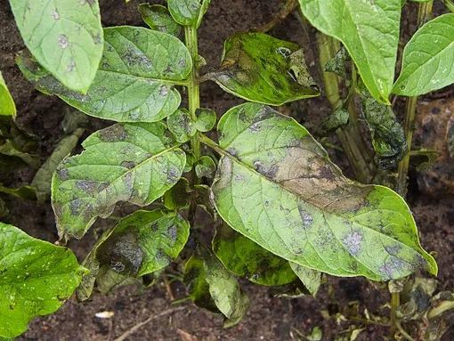 Берёзовый дёготь используют в качестве профилактики опасных заболеваний растений в саду и огороде