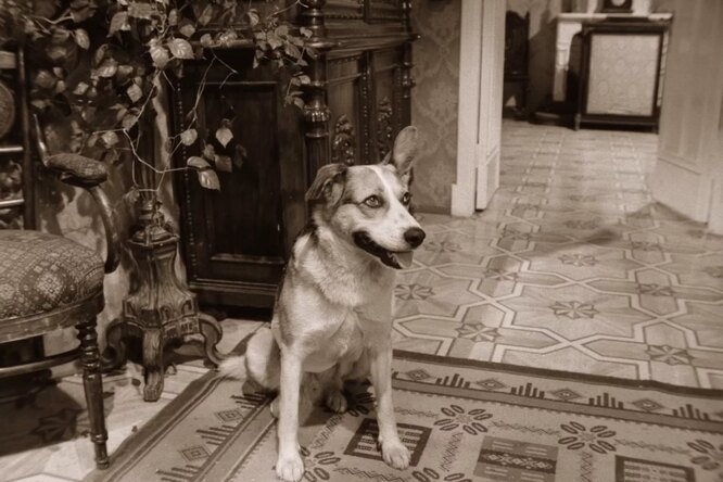 «Это был умнейший пёс»: жизнь дворняги Карая, сыгравшего в «Собачьем сердце»