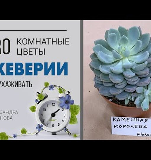 Нажми и смотри