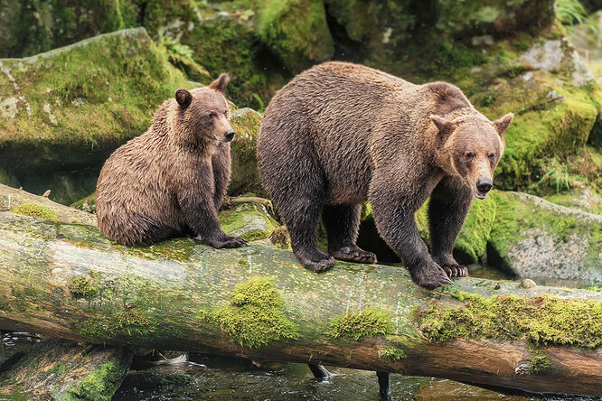 Фото дня: туристы не заметили медведицу, которая прошла за их спиной — и не одна