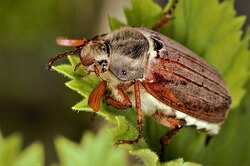 Как избавиться от майского жука и его личинок на огороде и в саду
