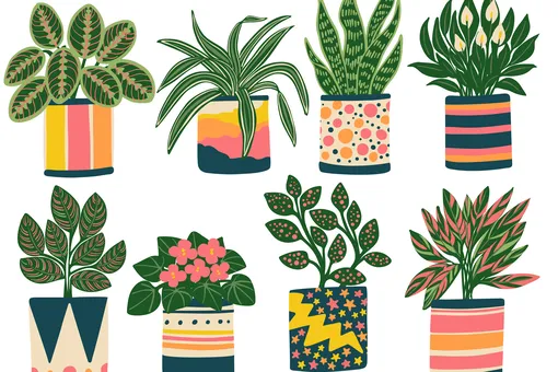 10 причин завести дома больше комнатных растений
