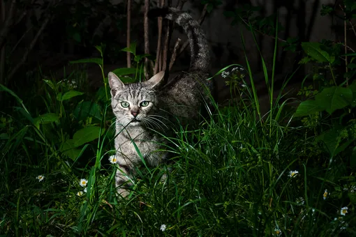 25 оттенков серого — почему кошки лучше нас видят ночью