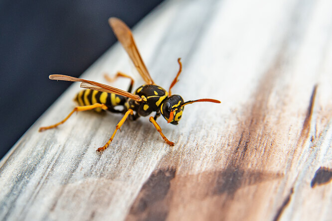 Как отличить пчелу от осы, почему они кусают, и что с этим делать
