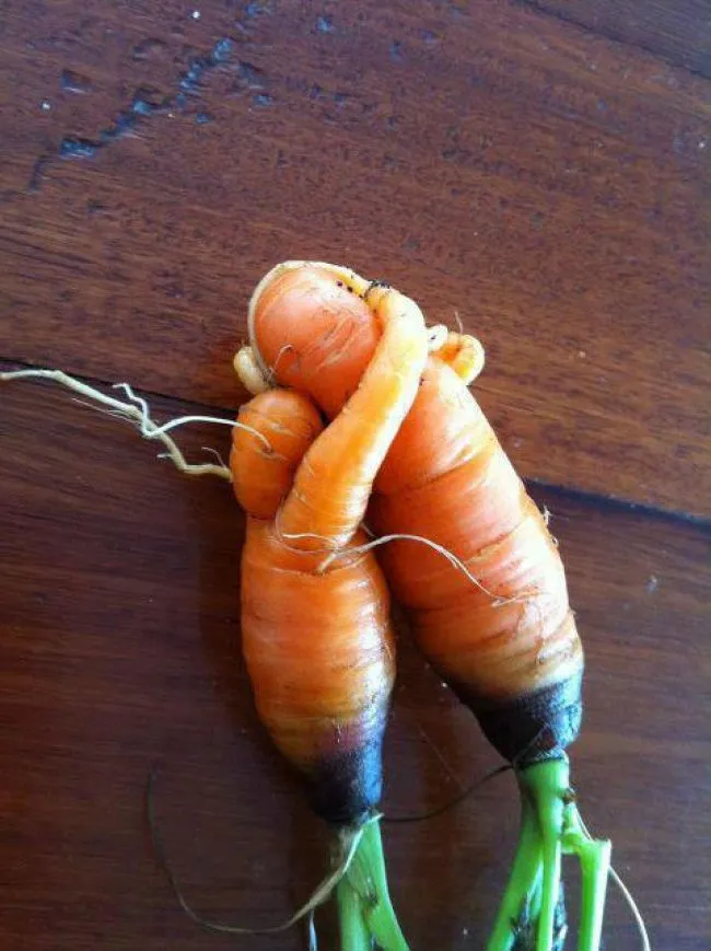Морковная любовь